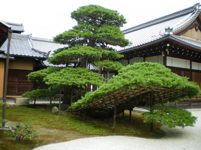 金閣寺の松