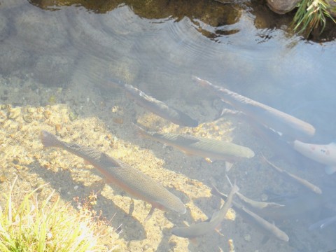 白川郷の用水路の魚