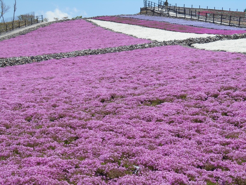 茶臼山高原と天空の花回廊