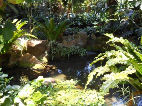 温室の池