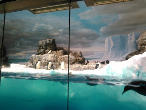 名古屋港水族館ペンギン