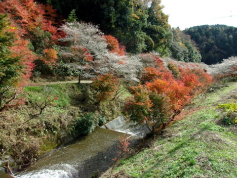 清流と桜と紅葉