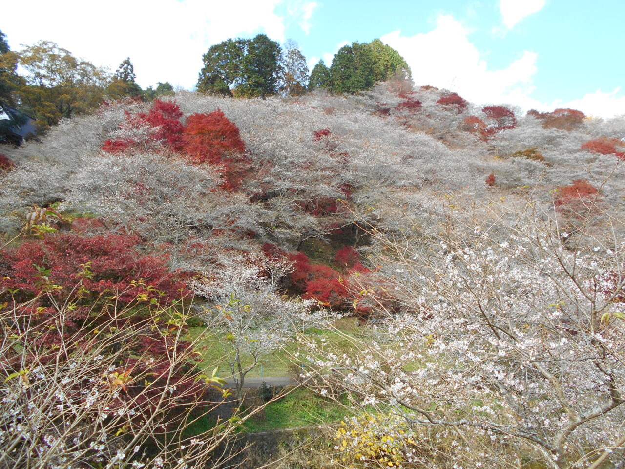 秋の四季桜と和紙の小原町