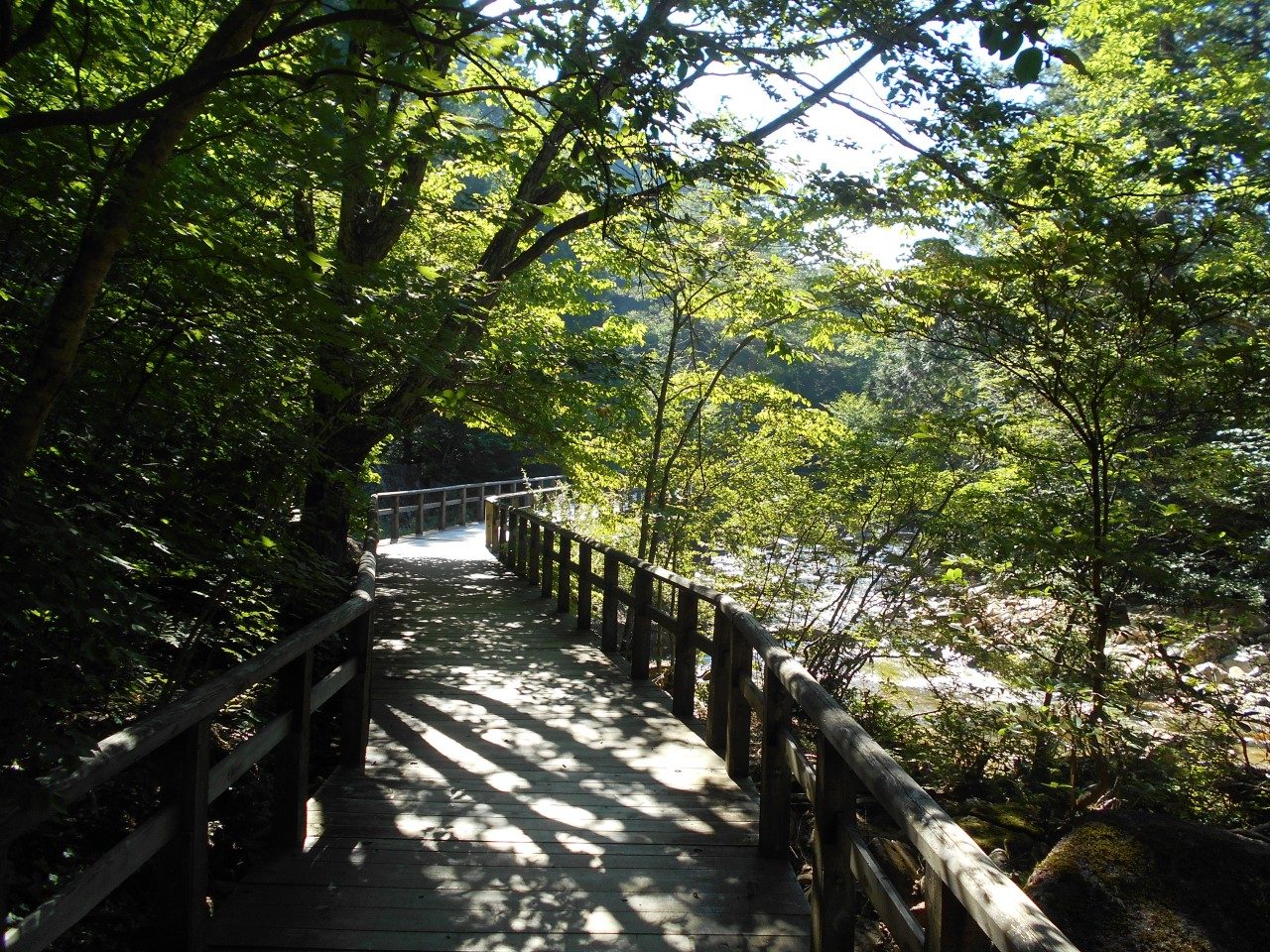 赤沢自然休養林で森林浴