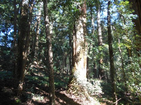 多岐原神社の杉