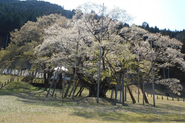 薄墨桜