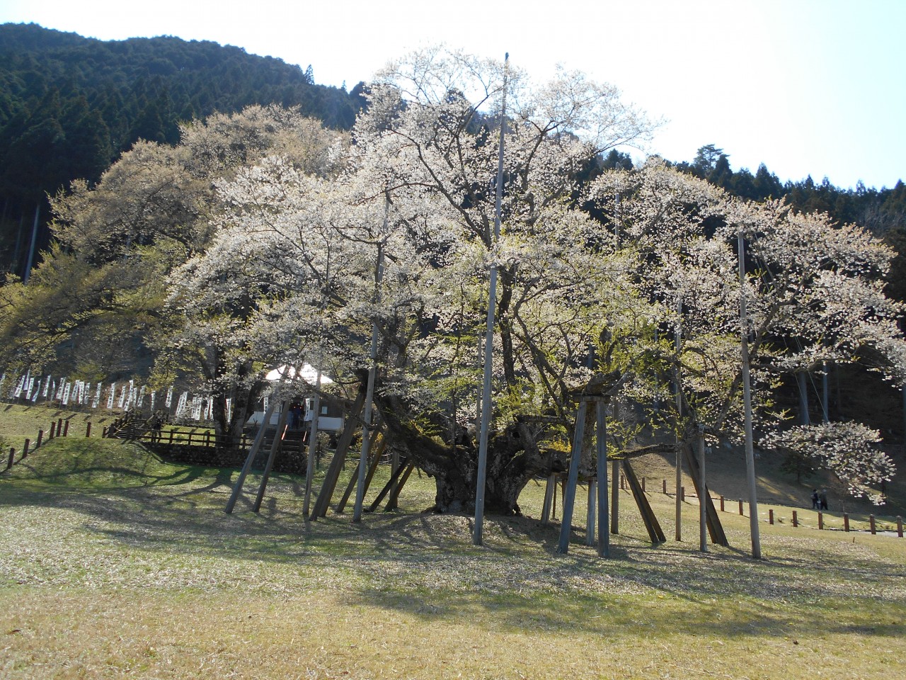 日本三大桜の薄墨桜