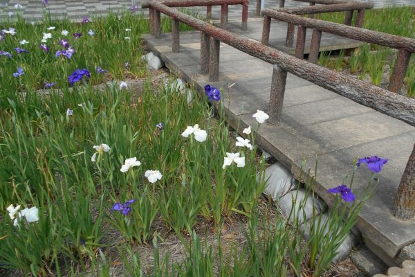 水性花園