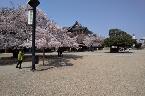名古屋東別院の桜