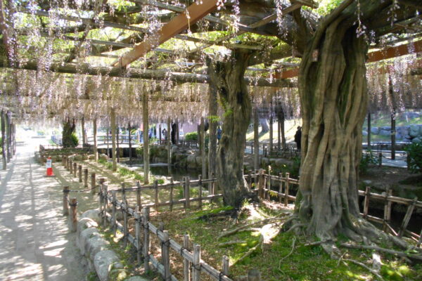 尾張津島藤まつり